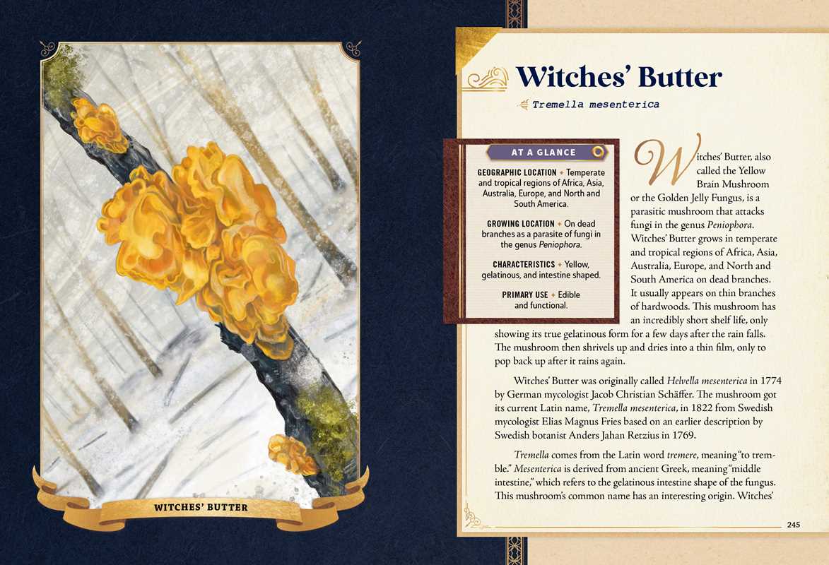 Little Book of Mushrooms by Alex Dorr